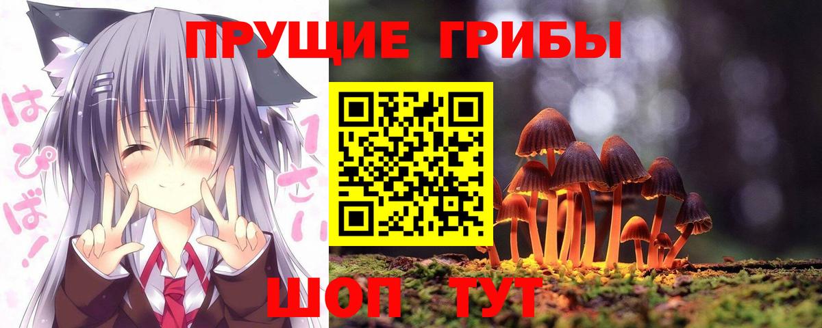 Галлюциногенные грибы Psilocybe Михайловск